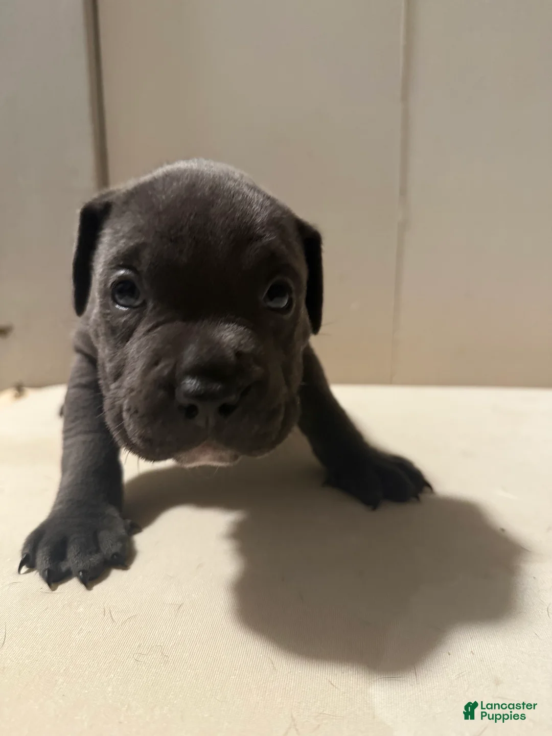 Mixed Breed dogs for sale: Ashtyn - Ad 2