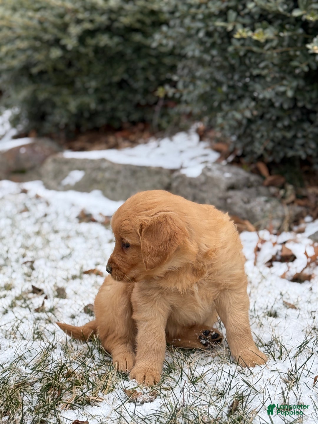 Golden Retriever dogs for sale: Sindy - Ad 2