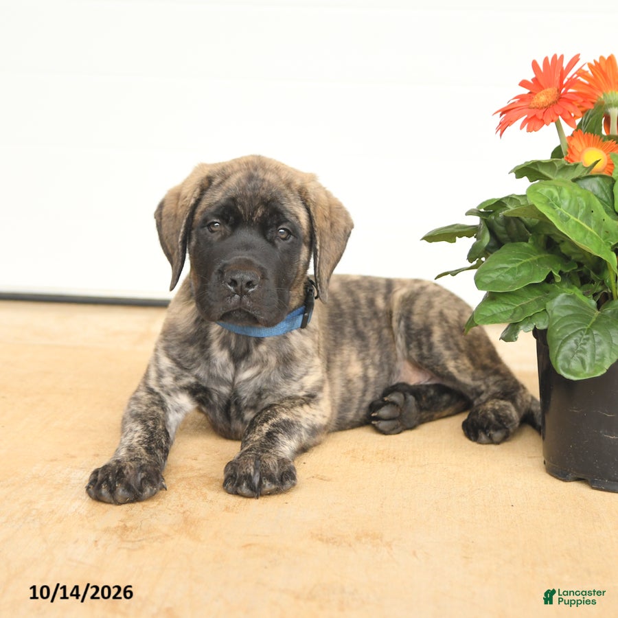 English Mastiff dogs Frances - Ad 2
