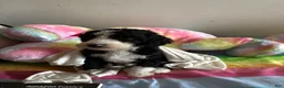 Mixed Breed dogs for sale: Jack - Ad 10
