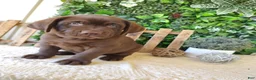 Labrador Retriever dogs for sale: Otis - Ad 7