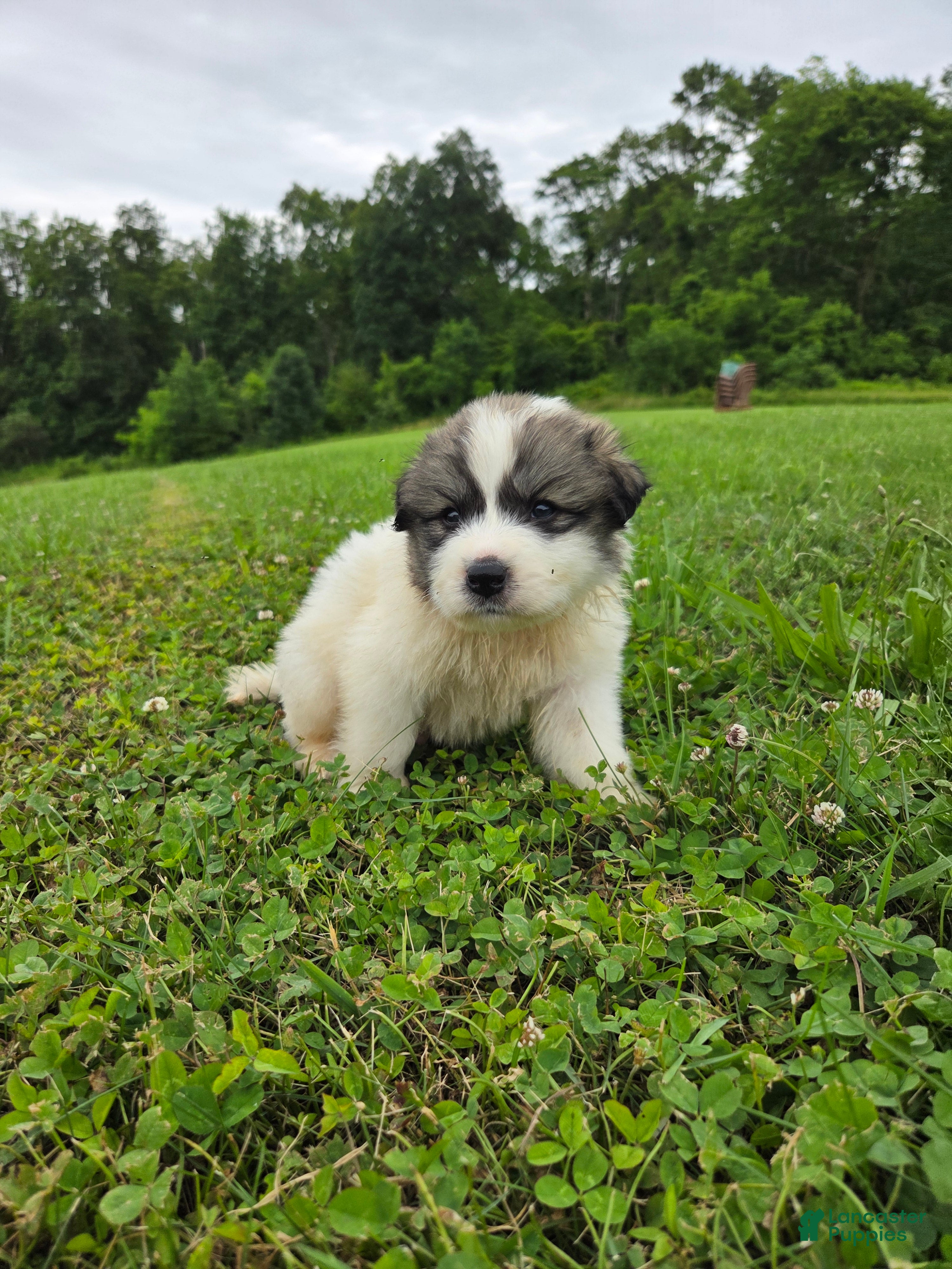 Great Pyrenees dogs Thomas - Ad 2
