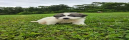 Great Pyrenees dogs for sale: Thomas - Ad 2