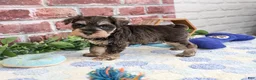 Miniature Schnauzer dogs for sale: Luther - Ad 4