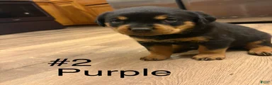 Rottweiler 2