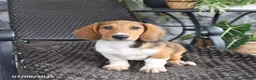 Mixed Breed dogs for sale: Copper - Ad 2