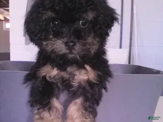 Yorkiepoo dogs Abby - Ad 5
