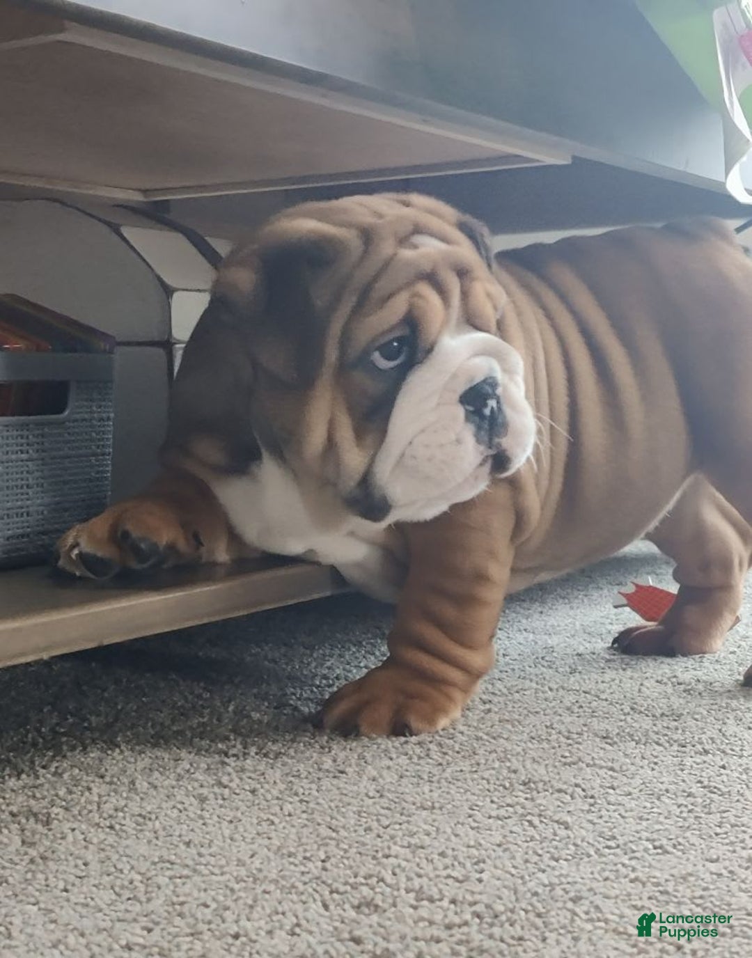 Gallery Image {{count}}