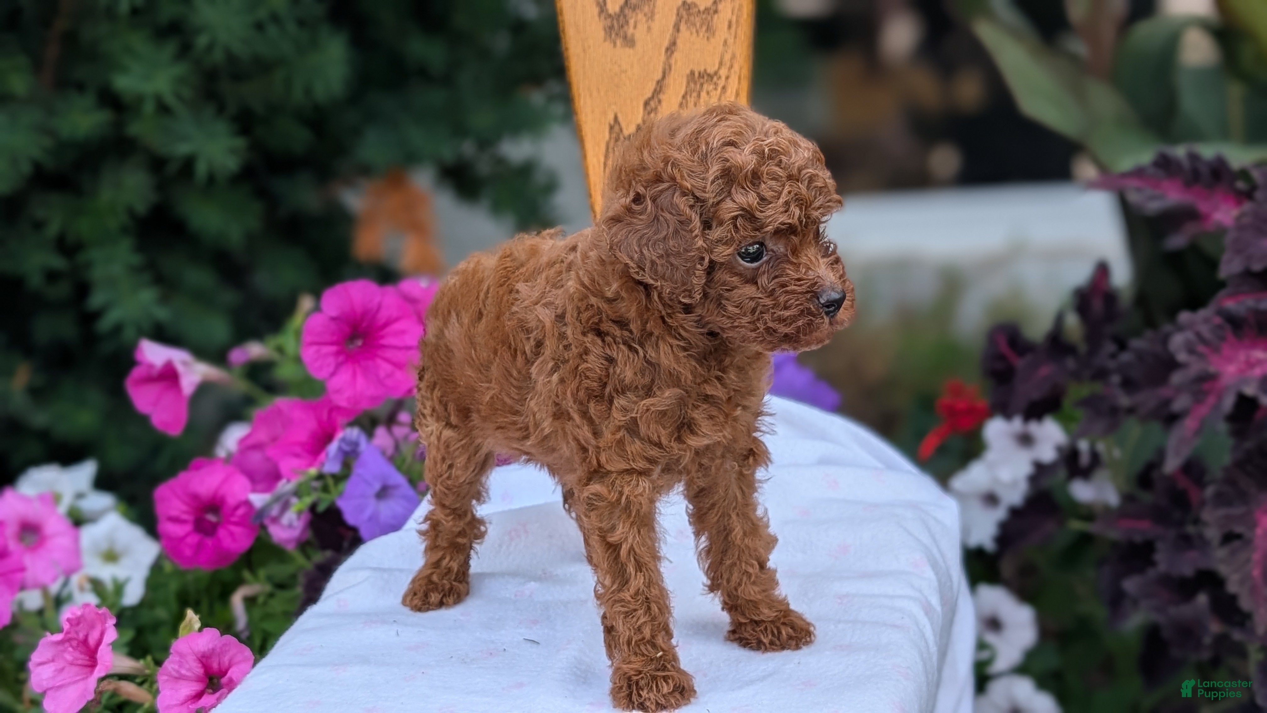 Toy Poodle dogs Zion - Ad 2