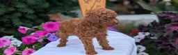 Toy Poodle dogs for sale: Zion - Ad 2