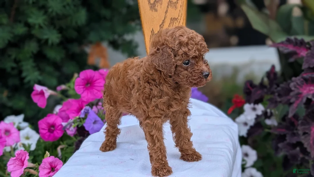 Toy Poodle dogs for sale: Zion - Ad 2