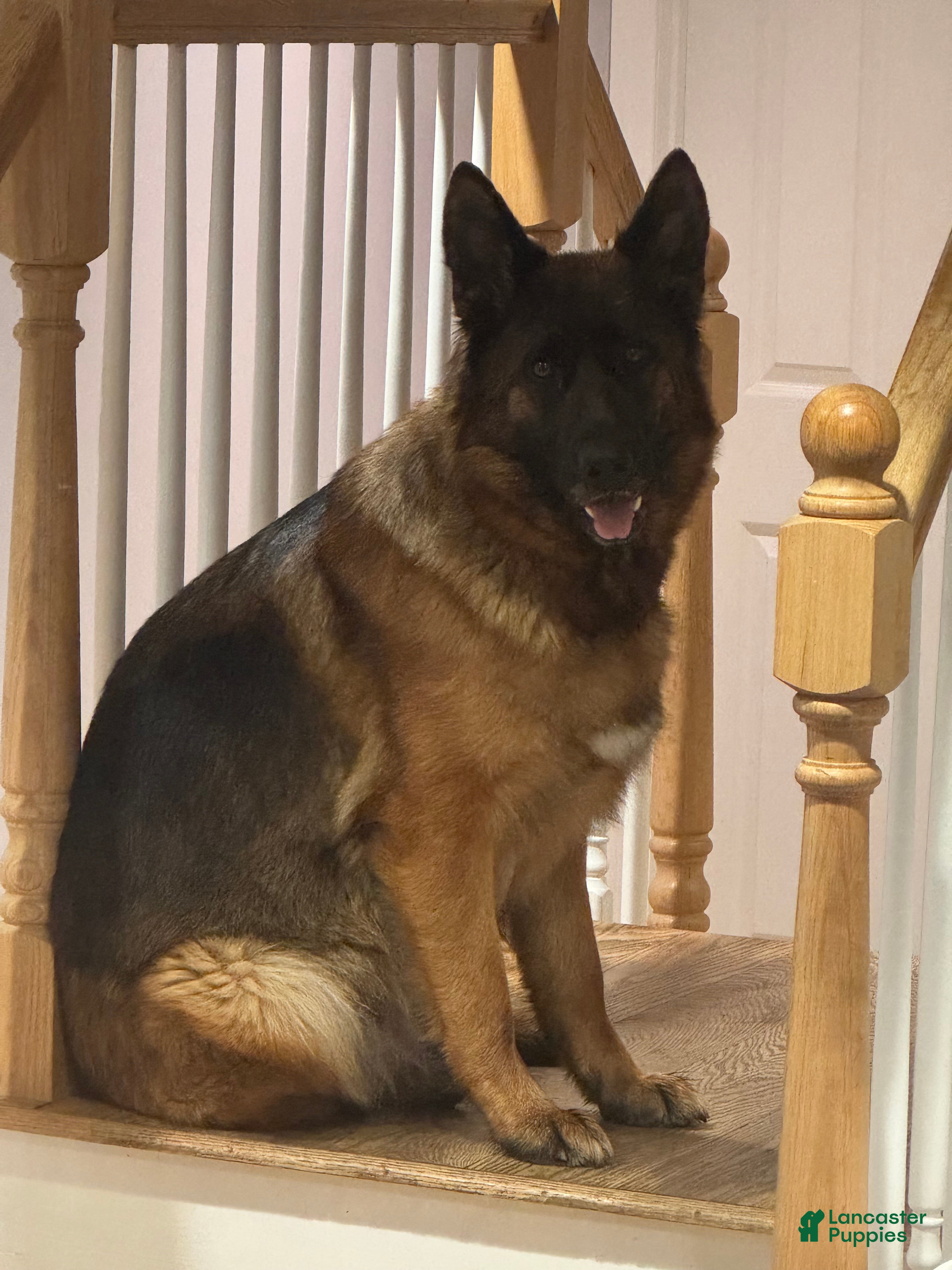 German Shepherd dogs Blue - Ad 2
