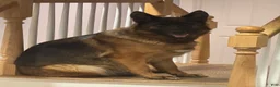 German Shepherd dogs for sale: German Shepherd Puppy 7 - Ad 2