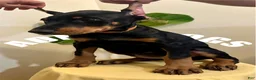 Doberman Pinscher dogs for sale: Doberman Pinscher female cropped  - Ad 2