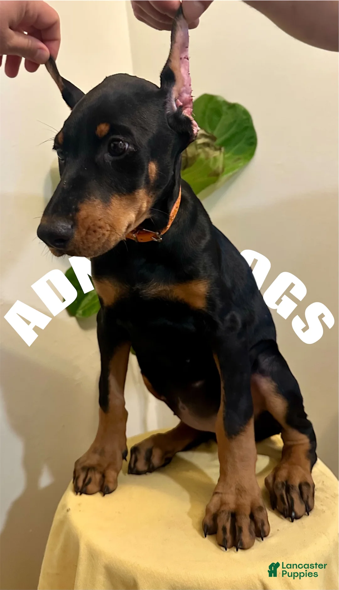 Doberman Pinscher dogs for sale: Doberman Pinscher female cropped  - Ad 2