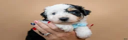 Aussiedoodle dogs for sale: Fuse - Ad 3