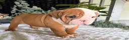 English Bulldog dogs for sale: Mikey - Ad 7