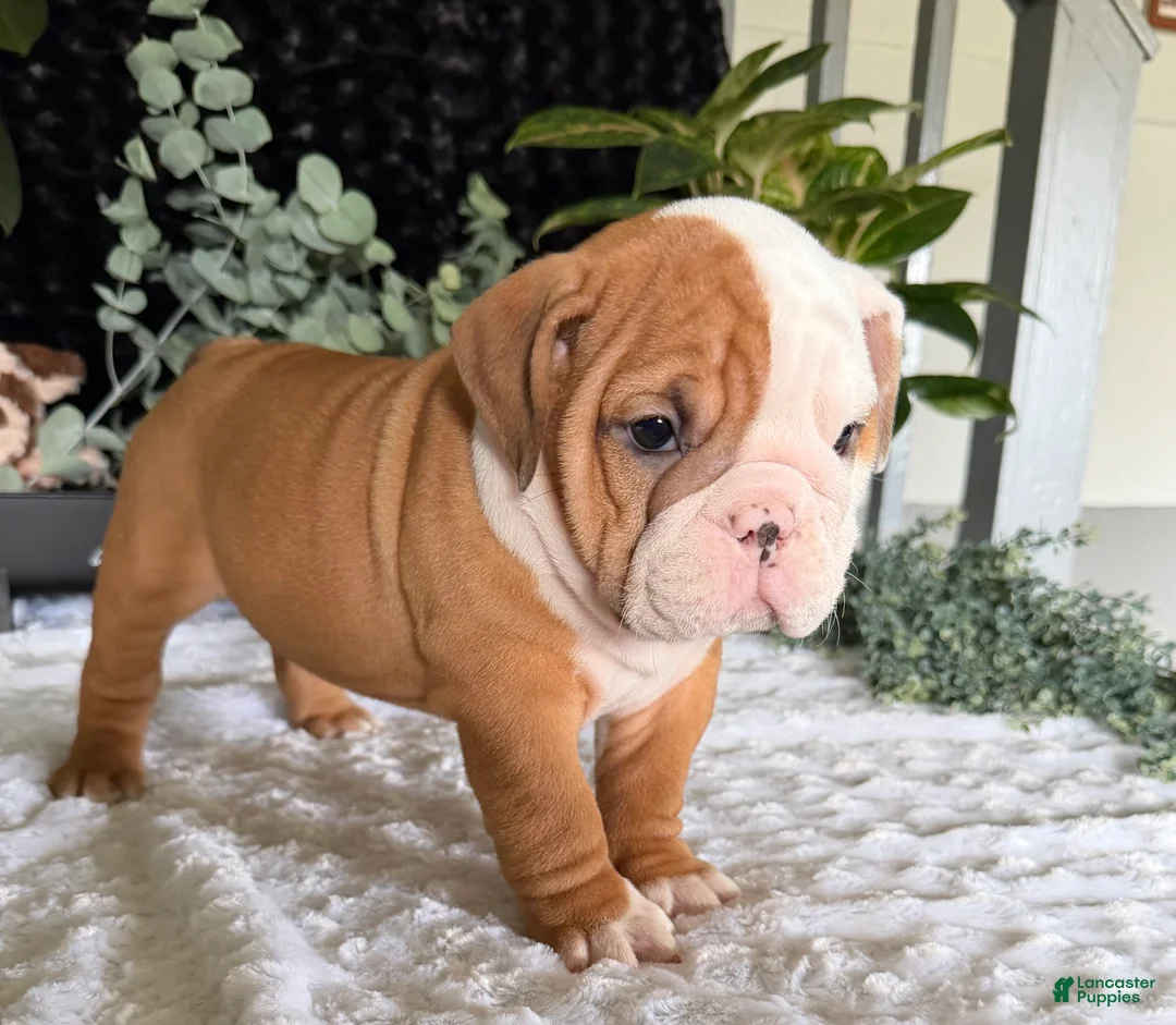 English Bulldog dogs for sale: Mikey - Ad 7