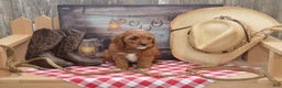 Cavapoo dogs for sale: Jerrick - Ad 6