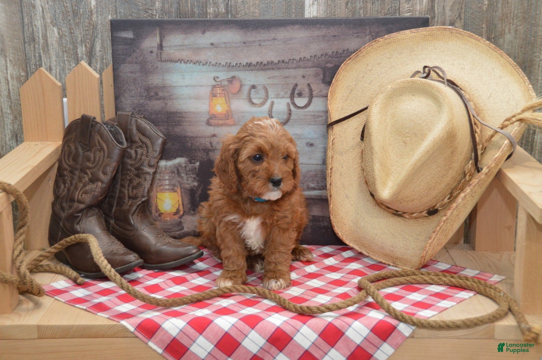 Cavapoo dogs for sale: Jerrick - Ad 6