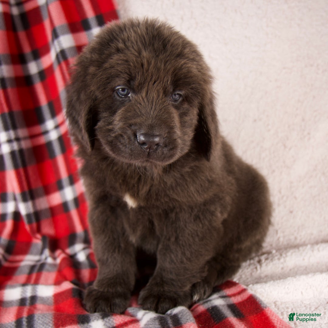 Newfoundland dogs for sale: Holly - Ad 2