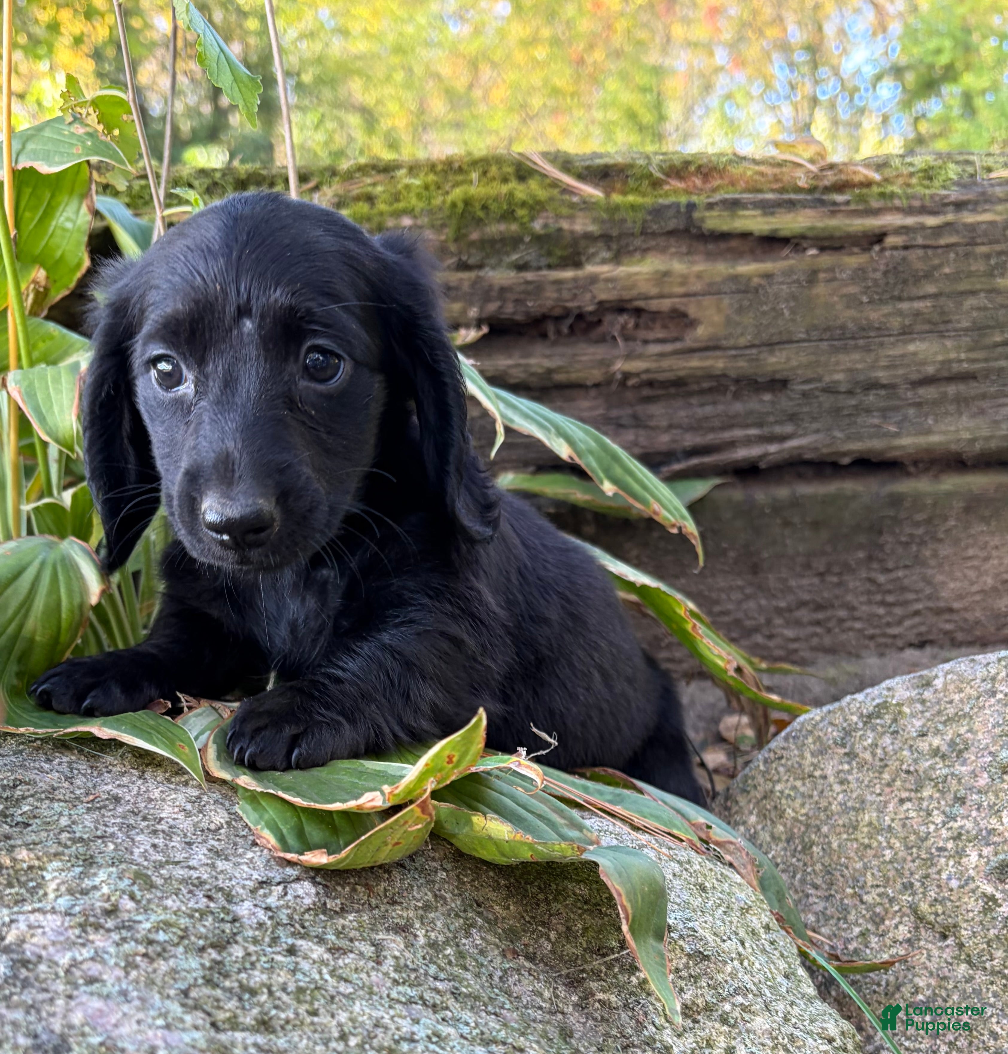 Dachshund dogs Tessa - Ad 1
