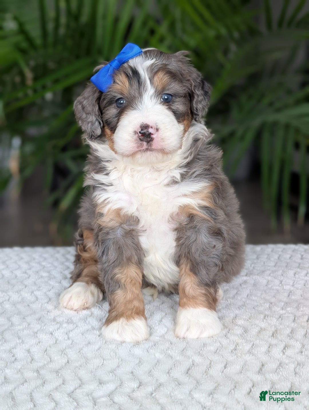 Mini Bernedoodle dogs for sale: Mini Riley  - Ad 20