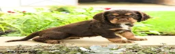 English Cocker Spaniel dogs for sale: Lady - Ad 3
