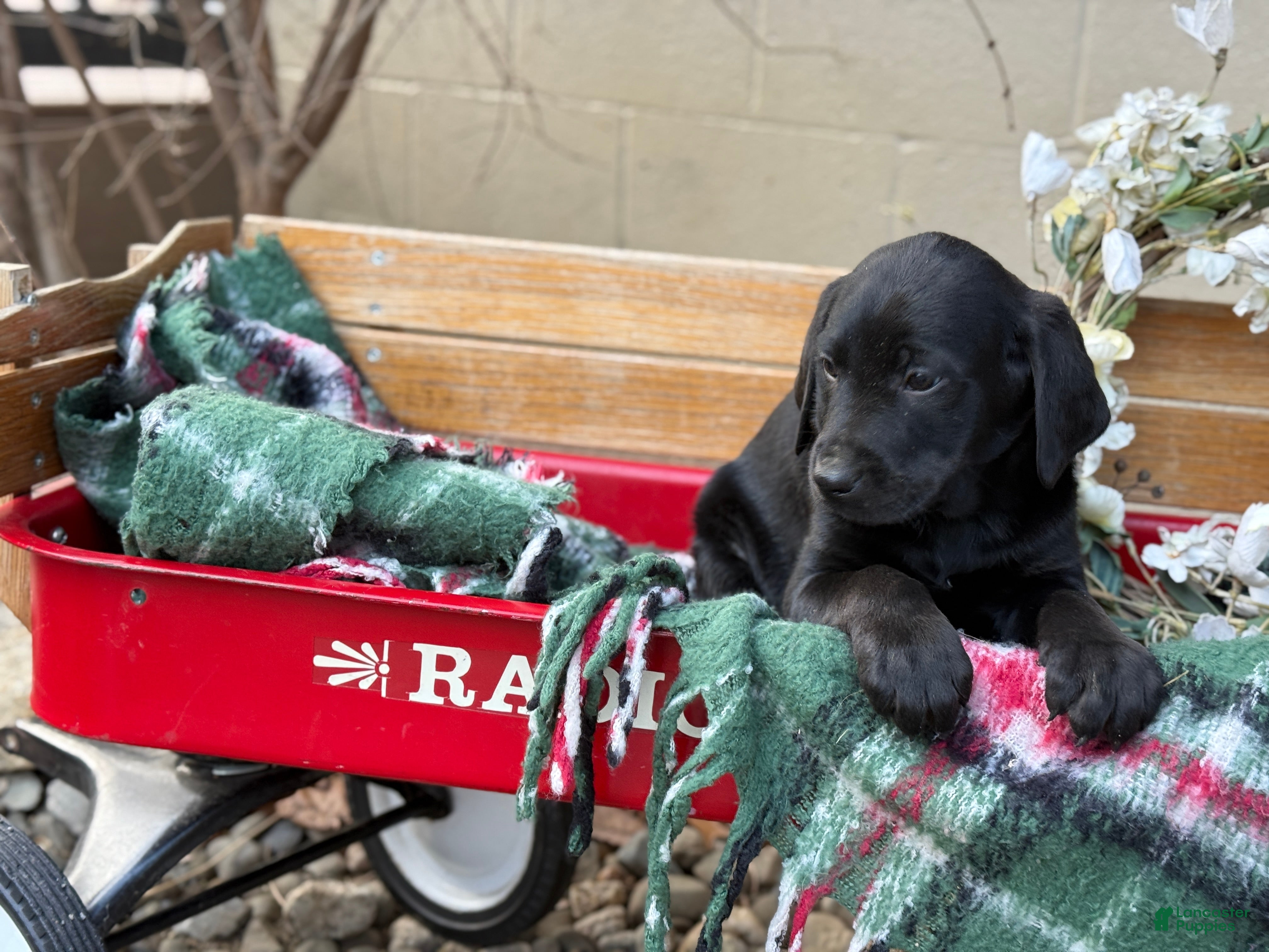 Mixed Breed dogs Rocky - Ad 2