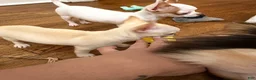 Chihuahua dogs for sale: ✨Taffy✨ 4lbs fully grown CKC registered - Ad 3
