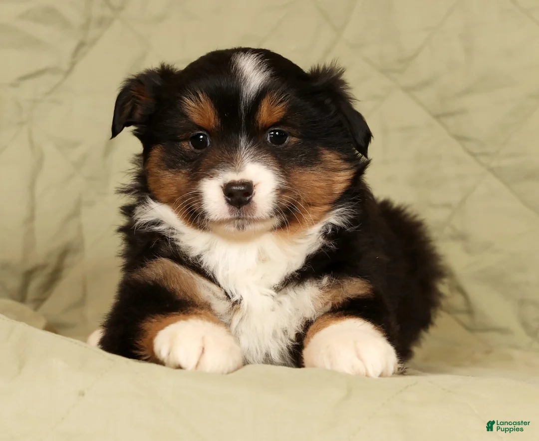 Miniature Australian Shepherd dogs for sale: Denise - Ad 3