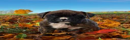 Boxer dogs for sale: Israel  - Ad 4