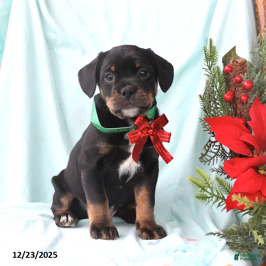 Mixed Breed dogs for sale: Andrew  - Ad 5