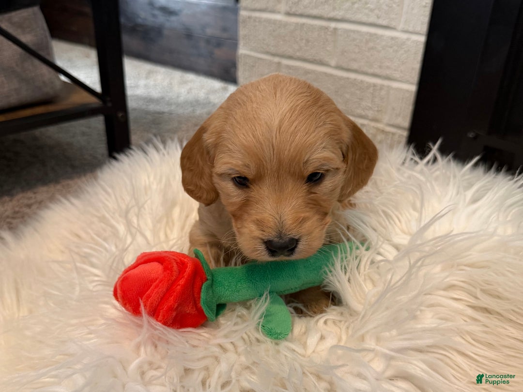 Mini Goldendoodle dogs for sale: Blaze - Ad 3