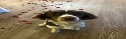 Mixed Breed dogs for sale: Mixed Breed 4 - Ad 3