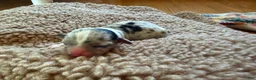 Mixed Breed dogs for sale: Doc - Ad 3