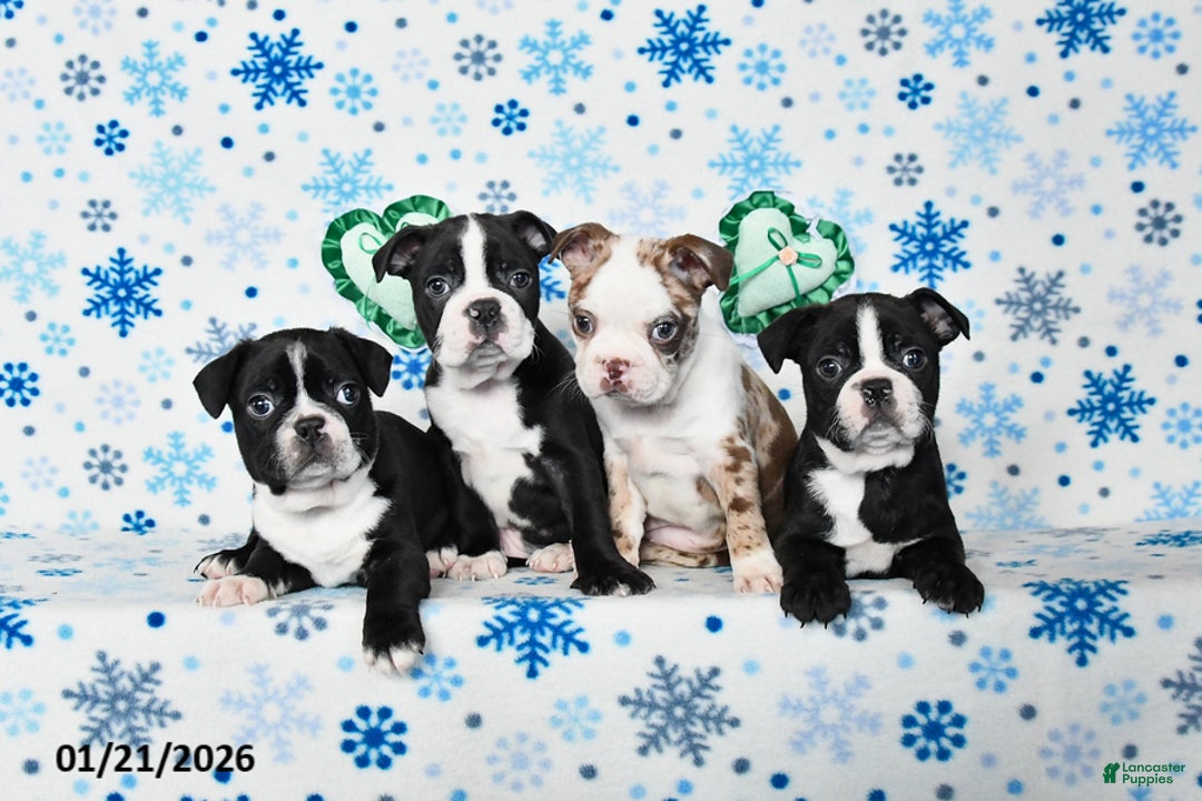 Boston Terrier dogs for sale: Confetti - Ad 5