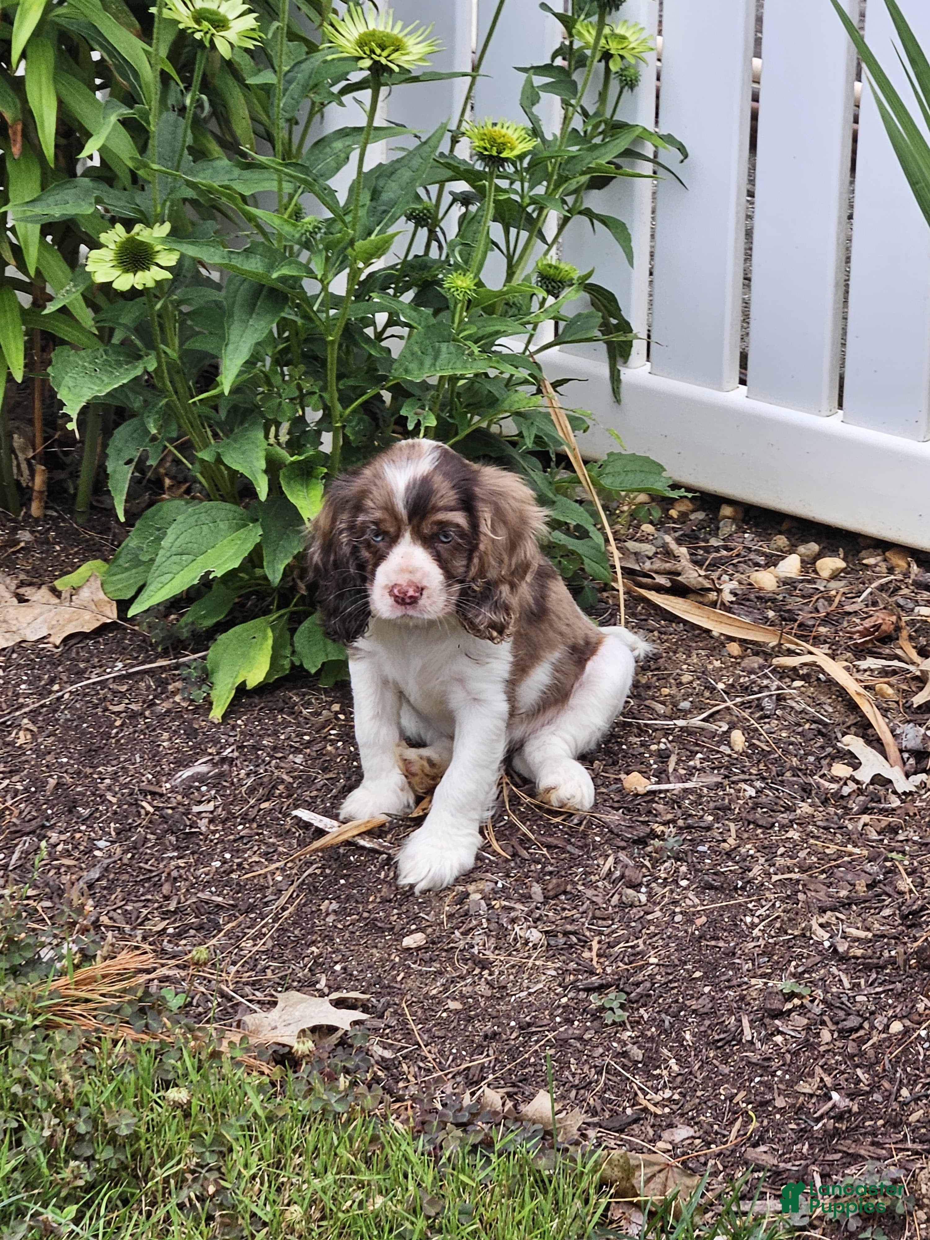Mixed Breed dogs Posie - Ad 2