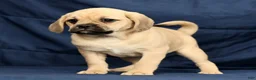 Puggle dogs for sale: Carla - Ad 7