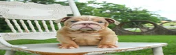 English Bulldog dogs for sale: Bubbles - Ad 5