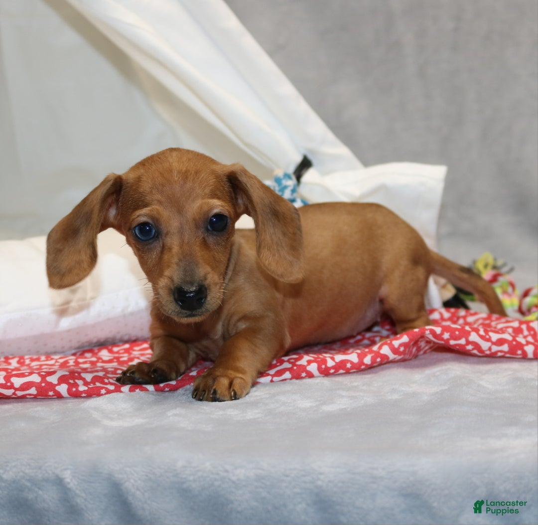 Miniature Dachshund dogs for sale: Button - Ad 13