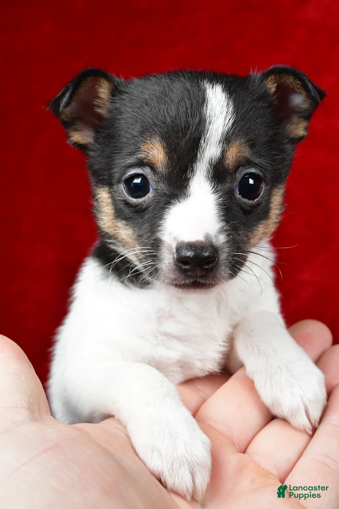 Toy Fox Terrier dogs for sale: Lilly - Ad 1