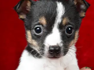 Toy Fox Terrier dogs Lilly - Ad 4