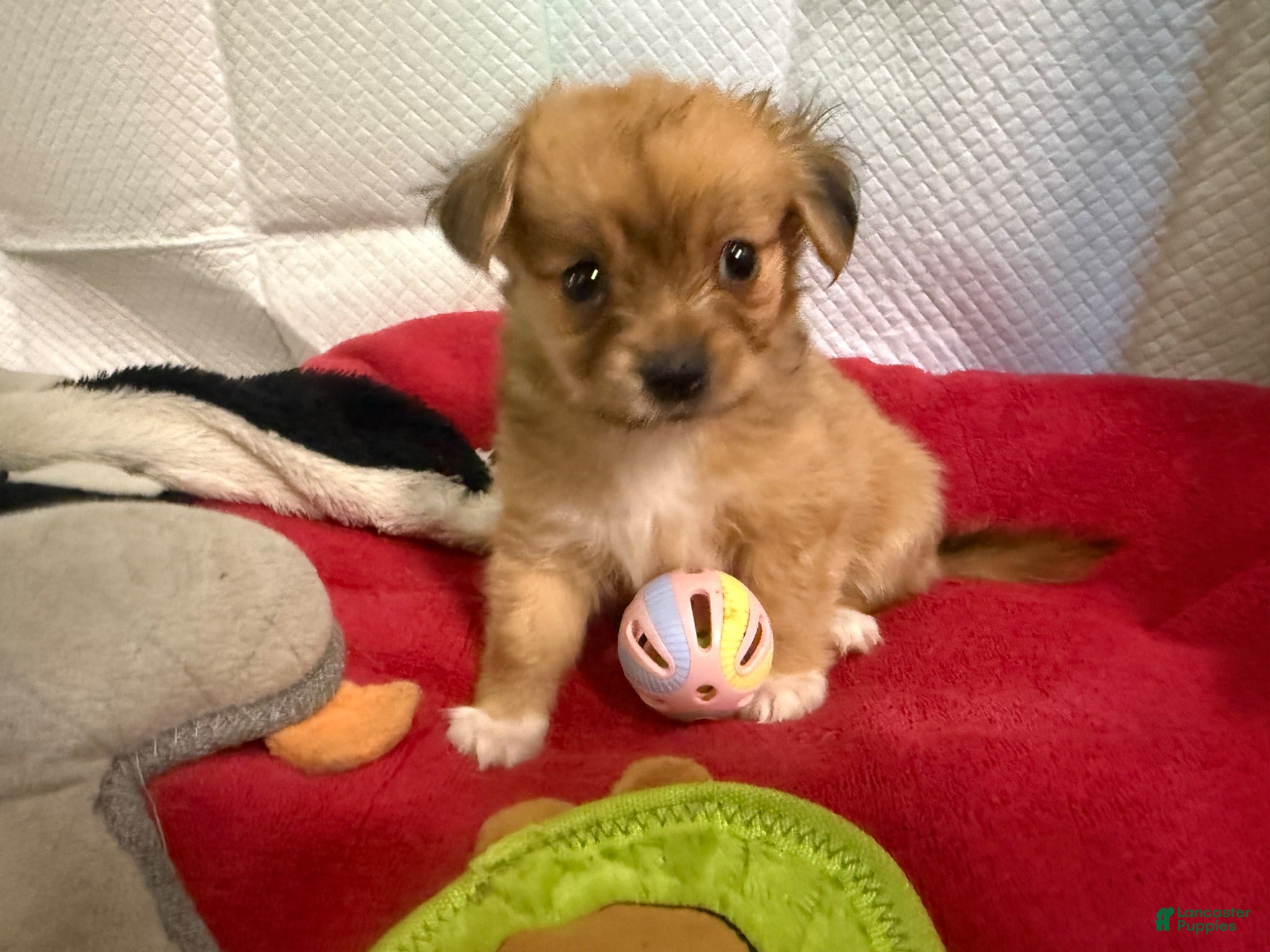 Mixed Breed dogs Mixed Breed 1 - Ad 1