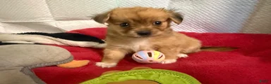 Mixed Breed 1