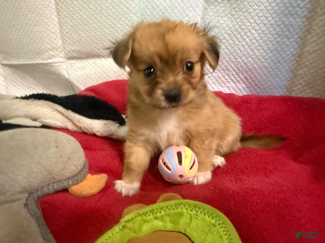 Mixed Breed dogs for sale: Mixed Breed 1 - Ad 1