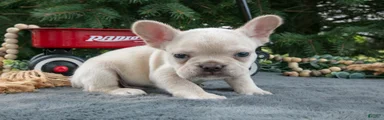 Fritz