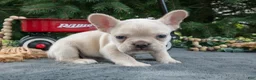 French Bulldog dogs for sale: Fritz - Ad 1