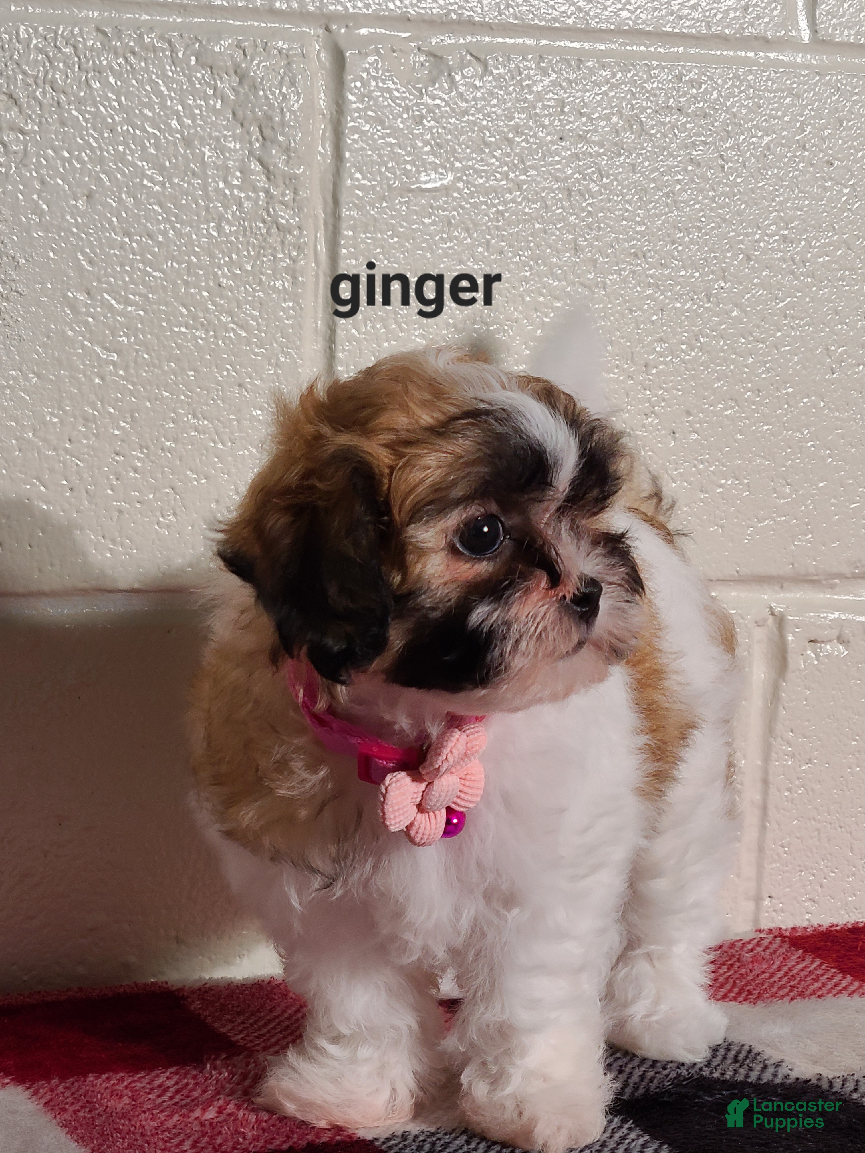 Teddy Bear dogs for sale: Ginger  - Ad 2