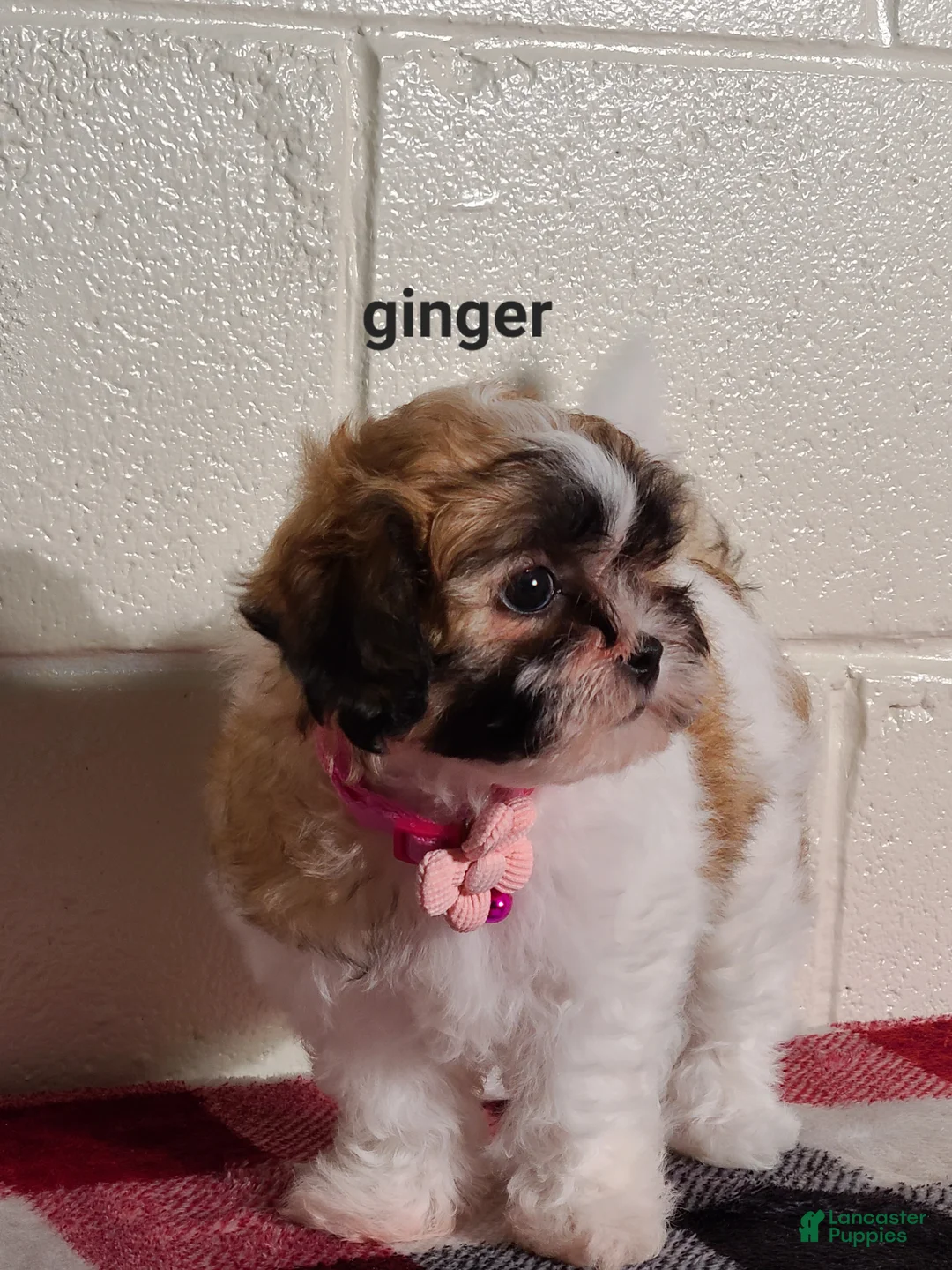 Teddy Bear dogs for sale: Ginger  - Ad 2